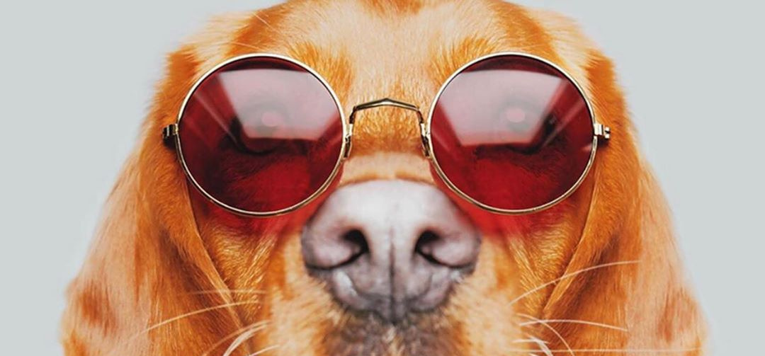 Salud y Bienestar Veterinario